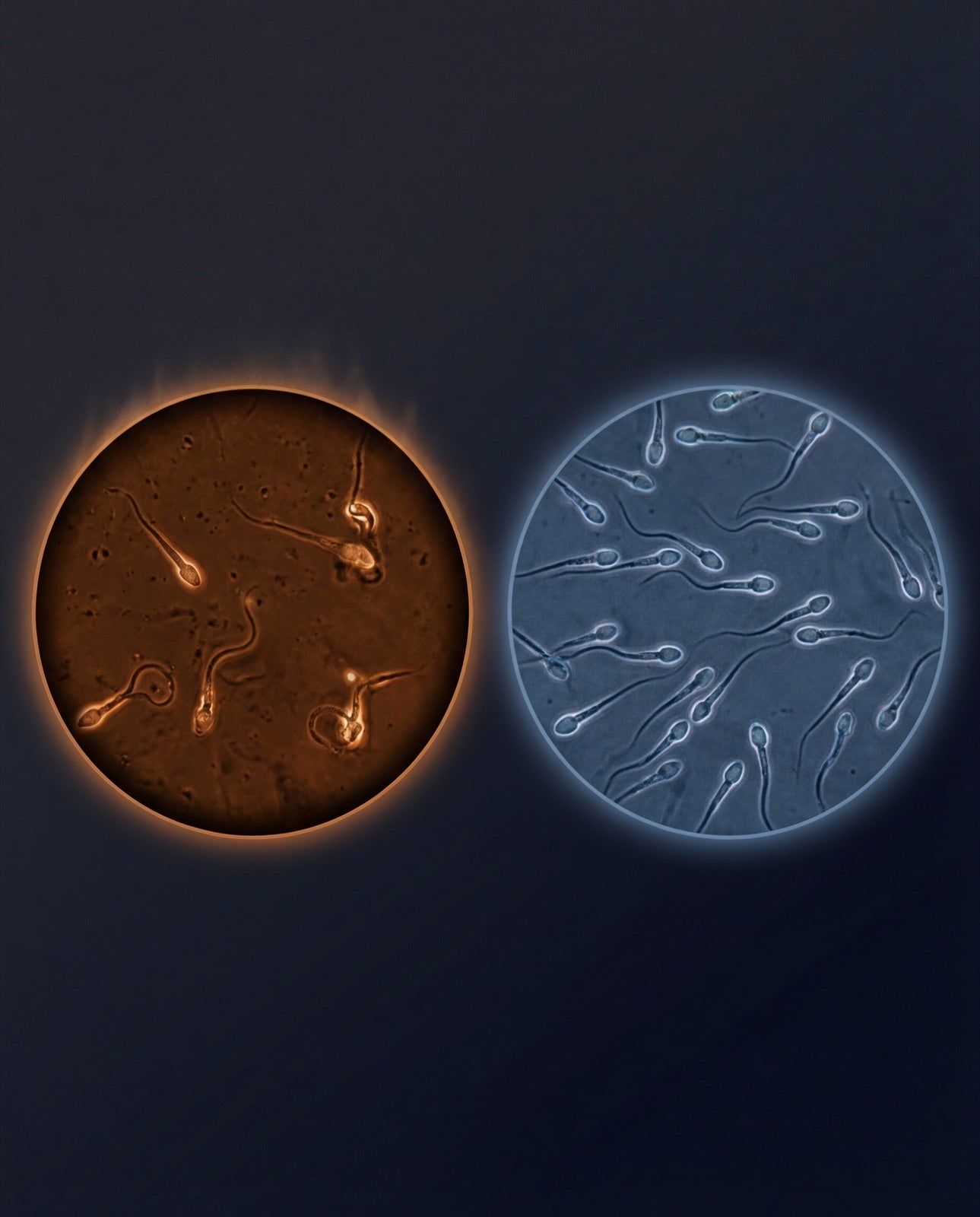 Sperm health comparison: heat exposure vs localized cooling